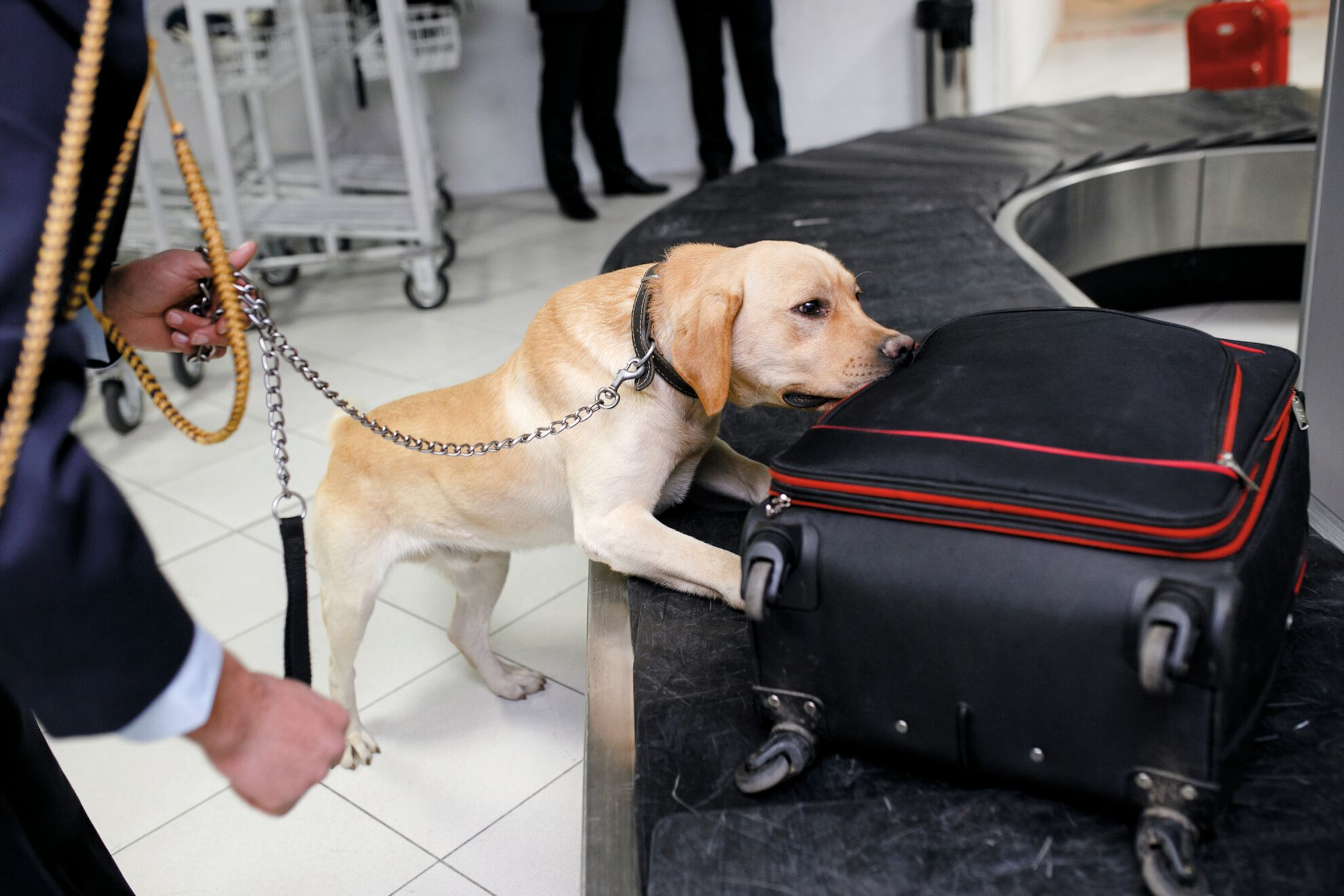The job description for working dogs varies immensely, and can include detection of drugs and other banned substances at airports
