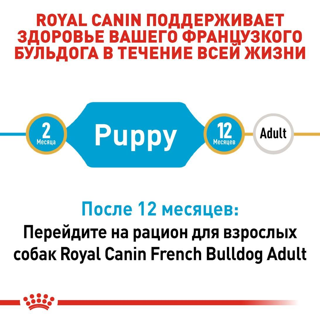 French  Bulldog Puppy