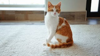 Early screening for feline hematuria