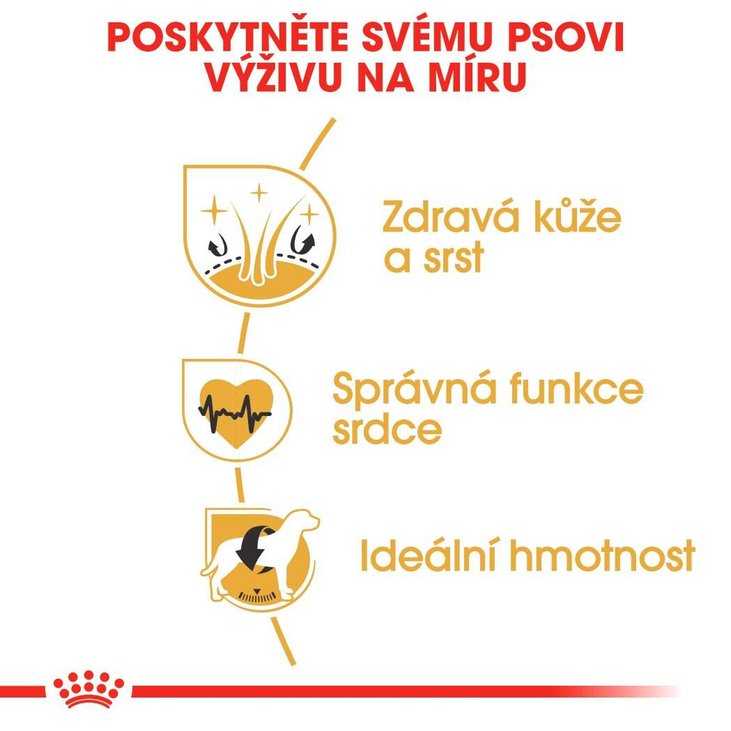 GOLDEN RETRIEVER Adult