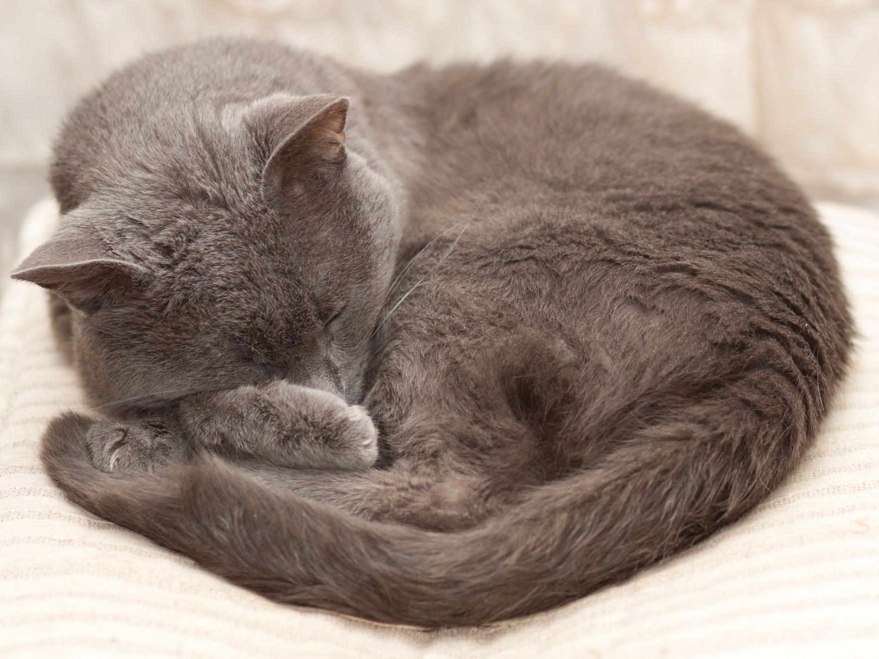 chat gris assis sur une chaise
