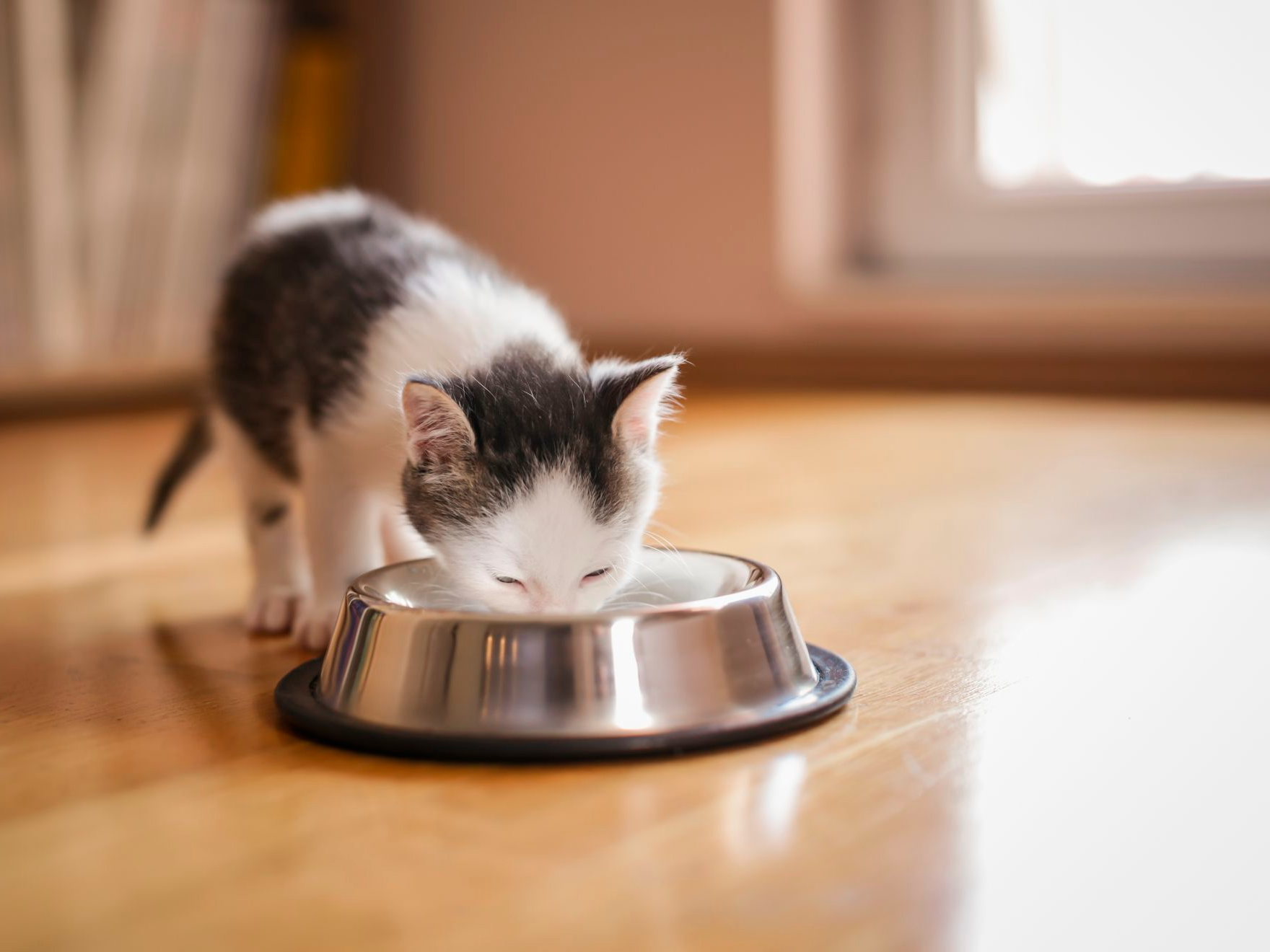 Kleines Kätzchen leckt Milch aus einem Napf, der auf dem Wohnzimmerboden neben einem Fenster steht