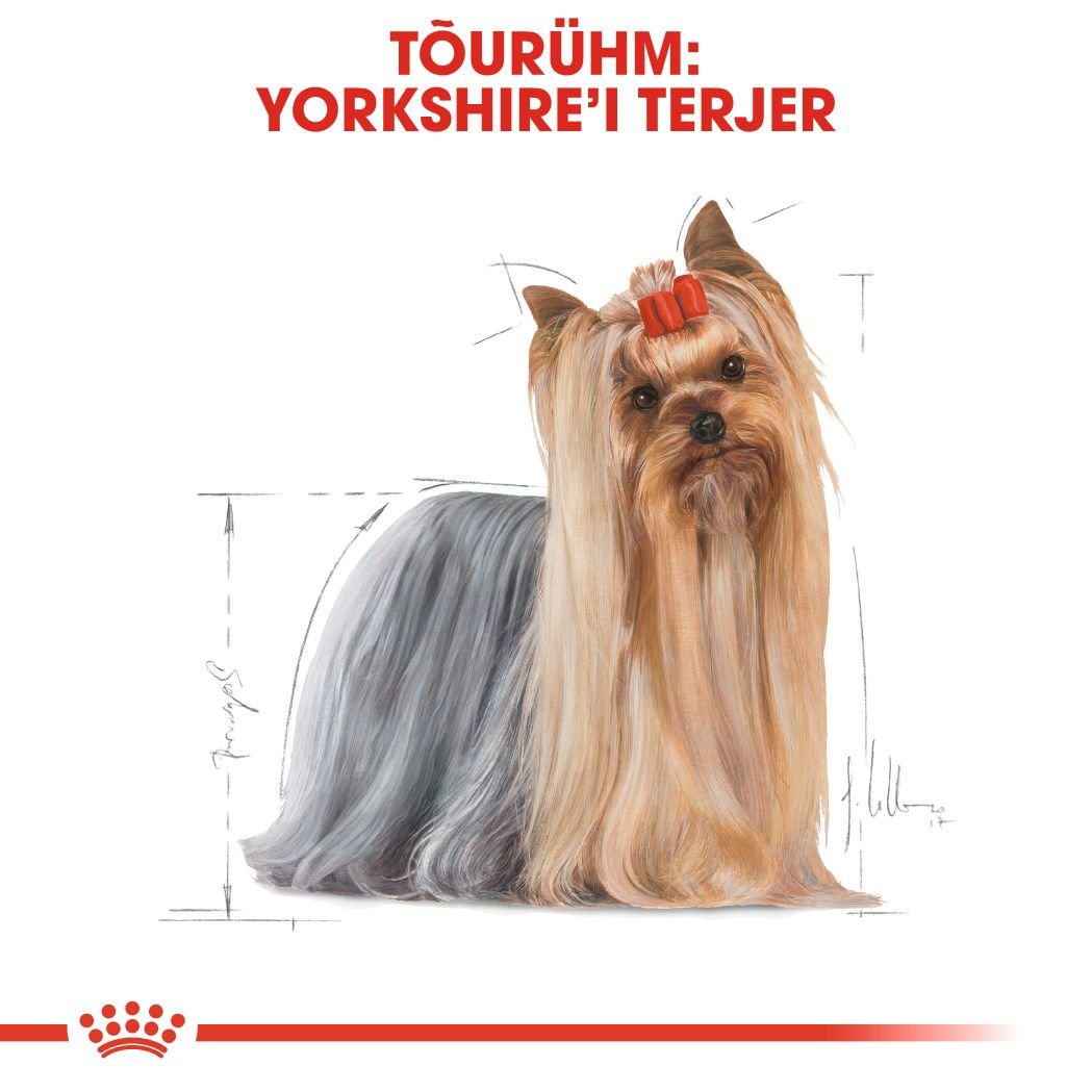 Royal Canin Yorkshire Terrier Adult kuivtoit