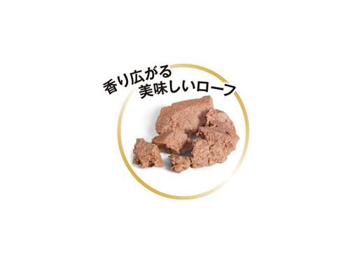 プードル ウェット 成犬～高齢犬用