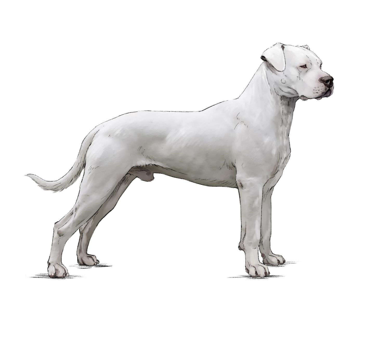 Illustratie van een dogo argentino