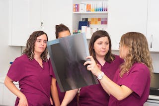 team veterinario 