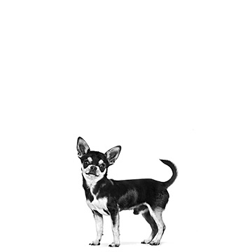 Italian greyhound in black and white