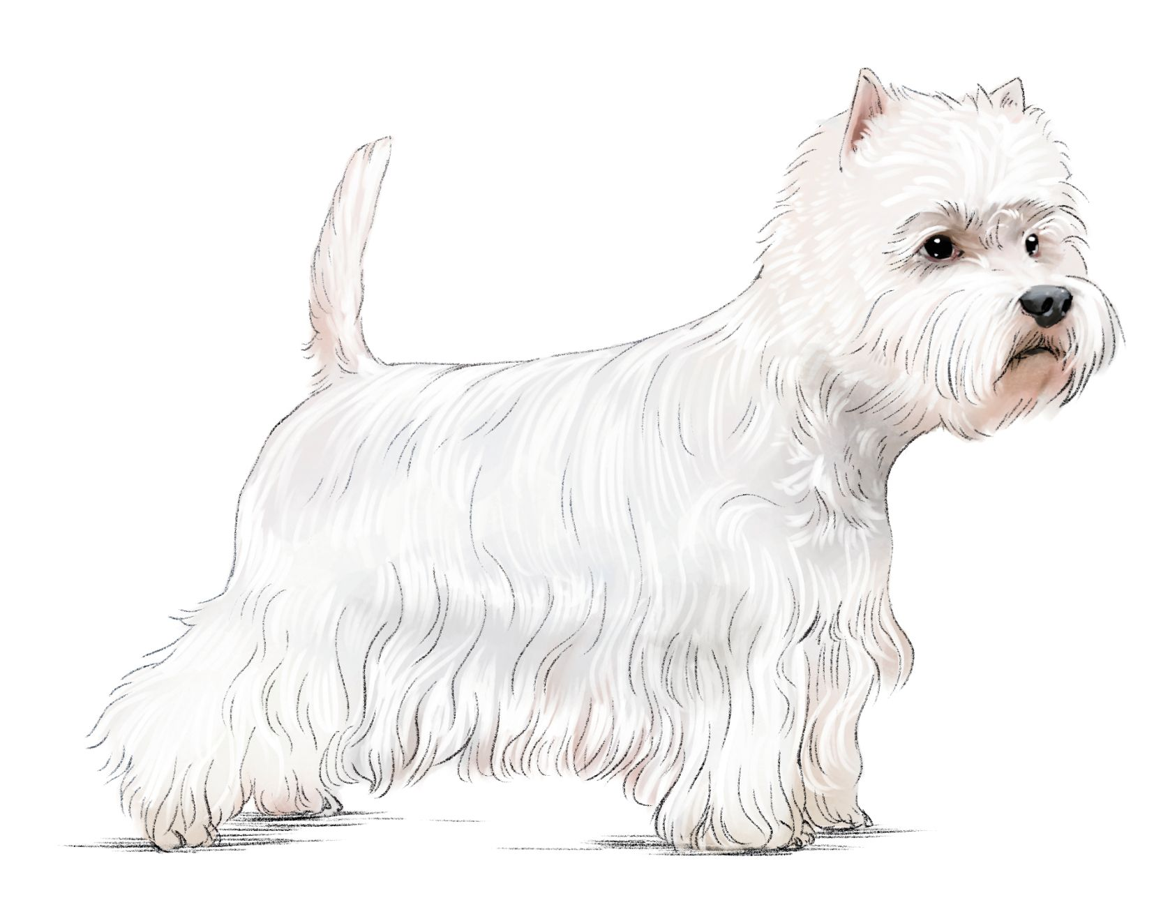 Ilustrasi profil samping gambaran West Highland White Terrier yang sedang berdiri