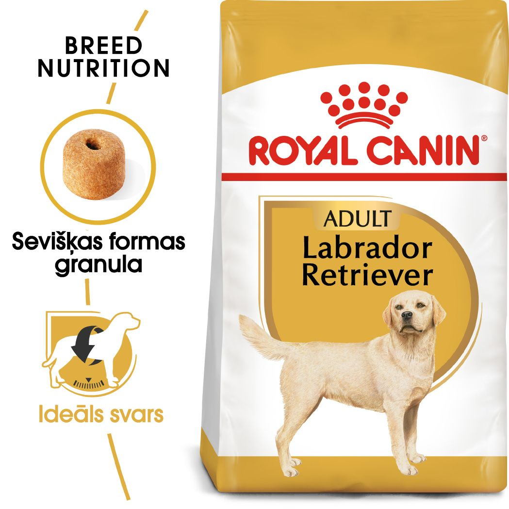 Labrador Retriever Adult 
