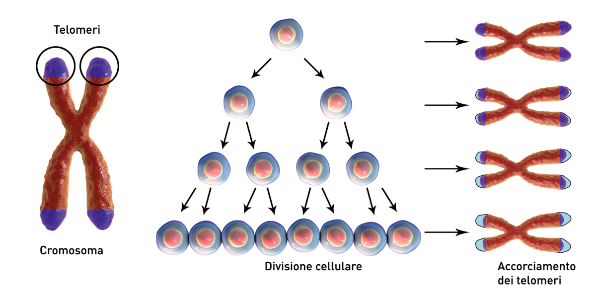 telomeri (rappresentati in viola) proteggono le estremità dei cromosomi e contribuiscono a mantenere la stabilità genomica; tuttavia, si accorciano ogni volta che avviene la replicazione di un cromosoma. Alla fine, raggiungono una lunghezza critica, che innesca la senescenza cellulare e/o l'apoptosi.