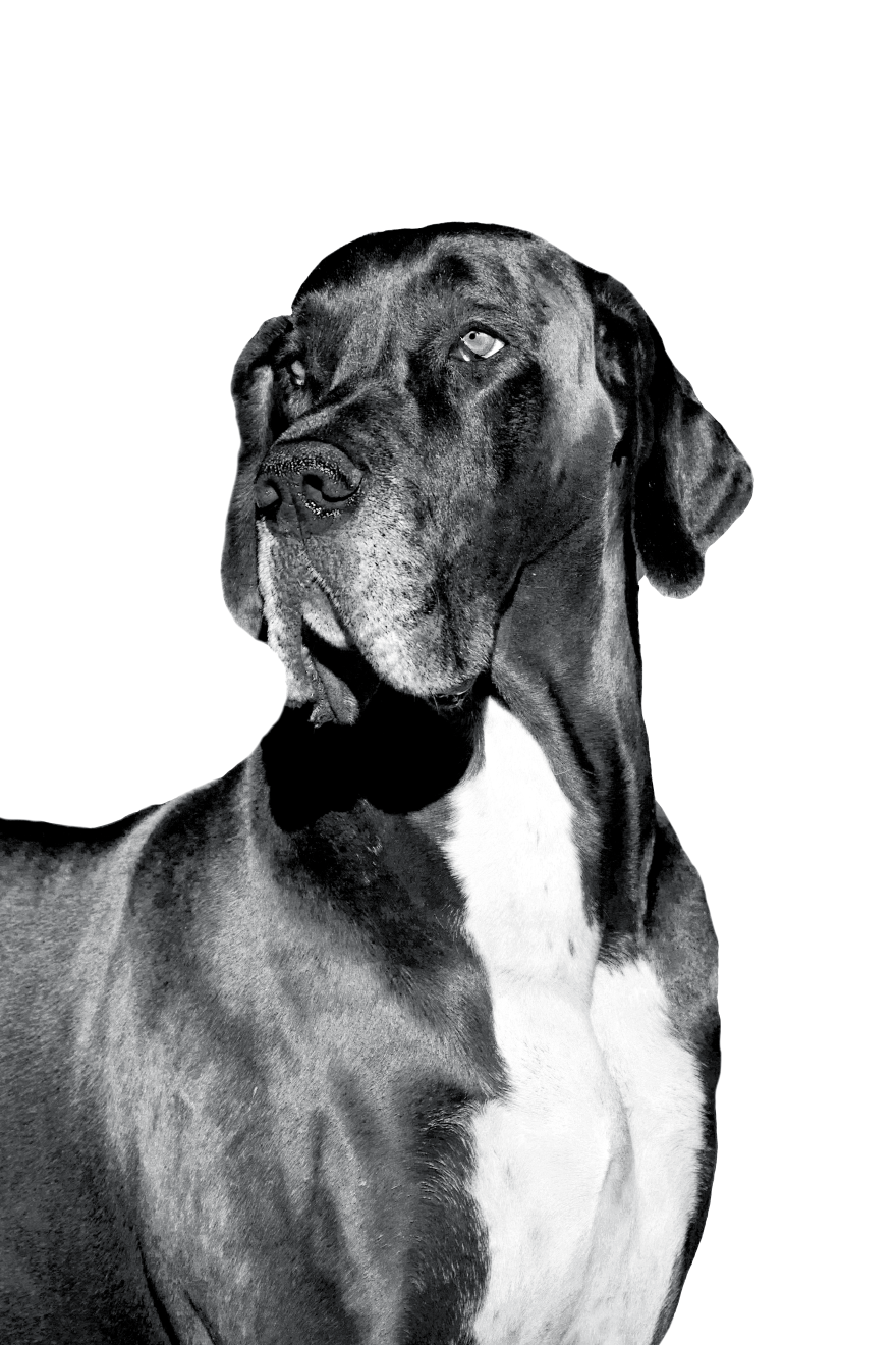Black and white portrait of a Great Dane looking to the side