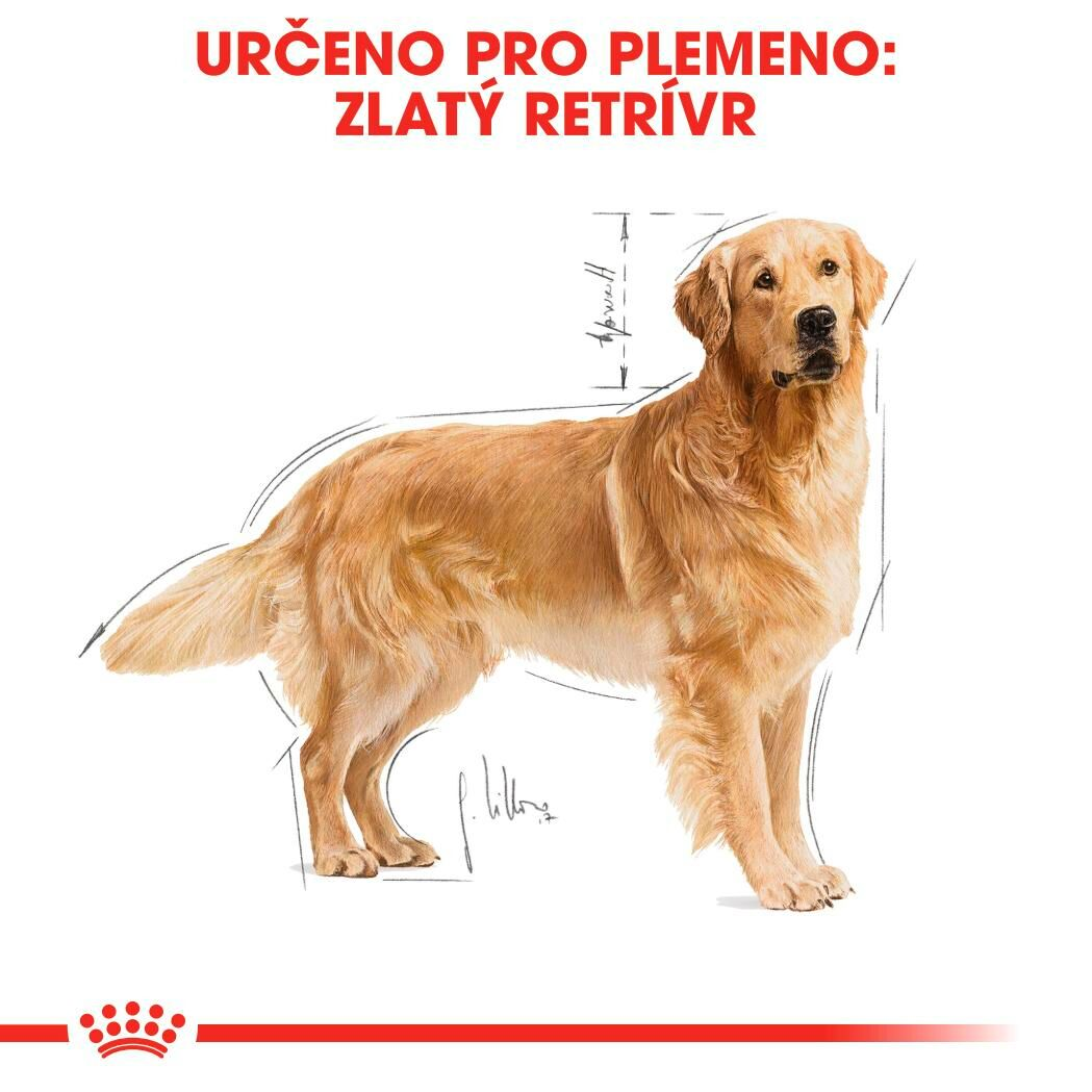 GOLDEN RETRIEVER Adult