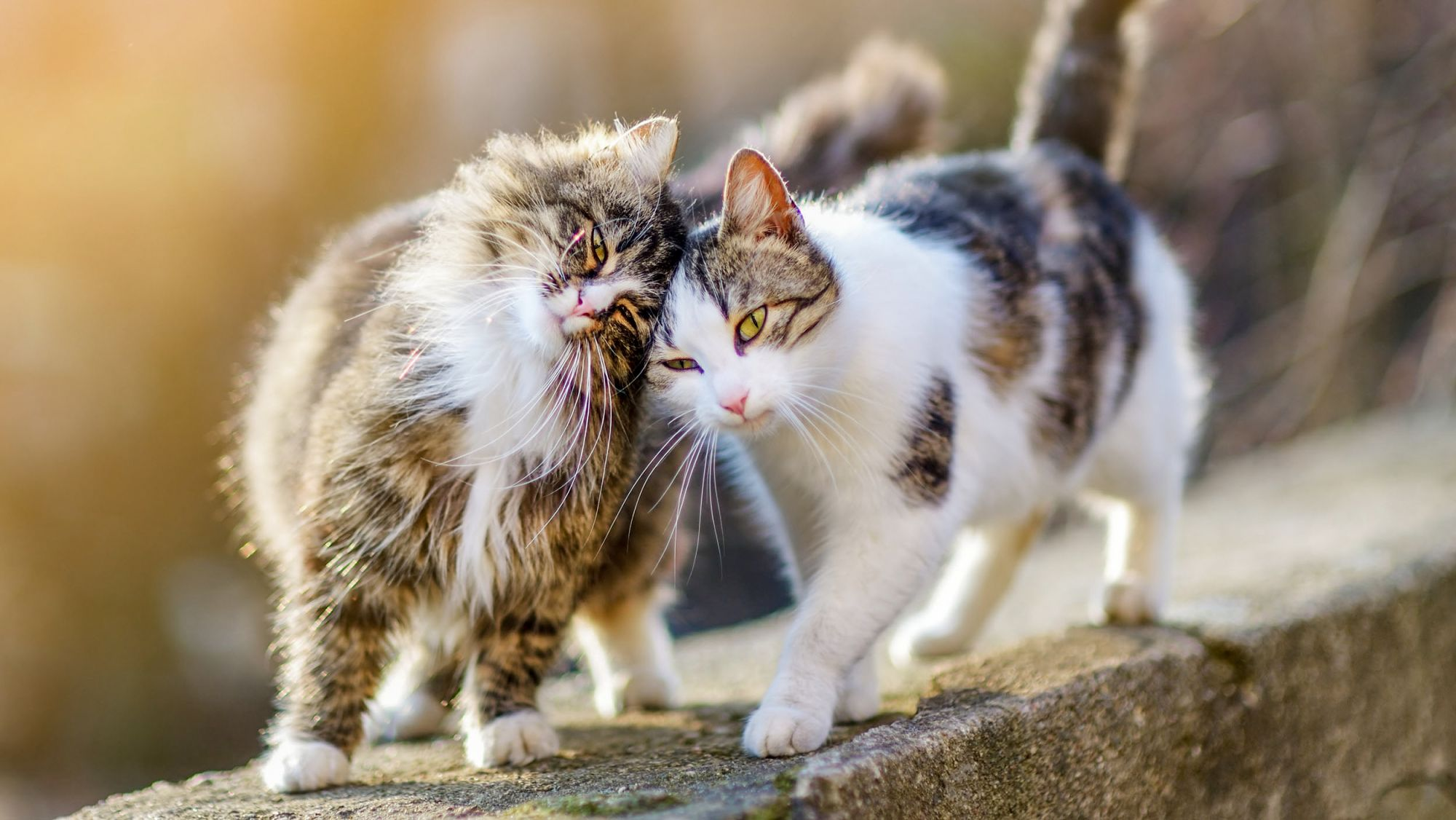 Dos gatitos de pie en una pared al aire libre