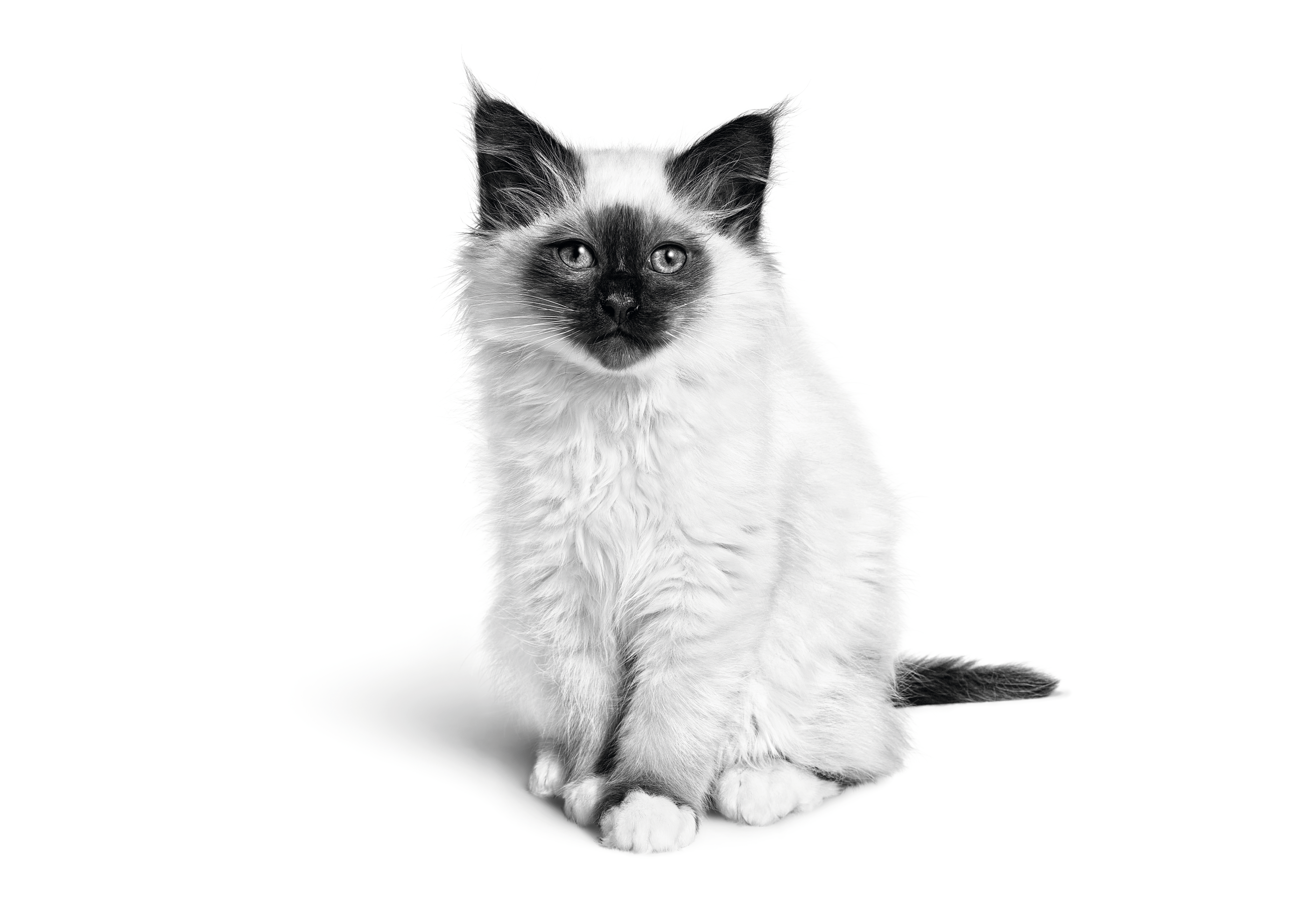 버먼 새끼 고양이 흑백 사진