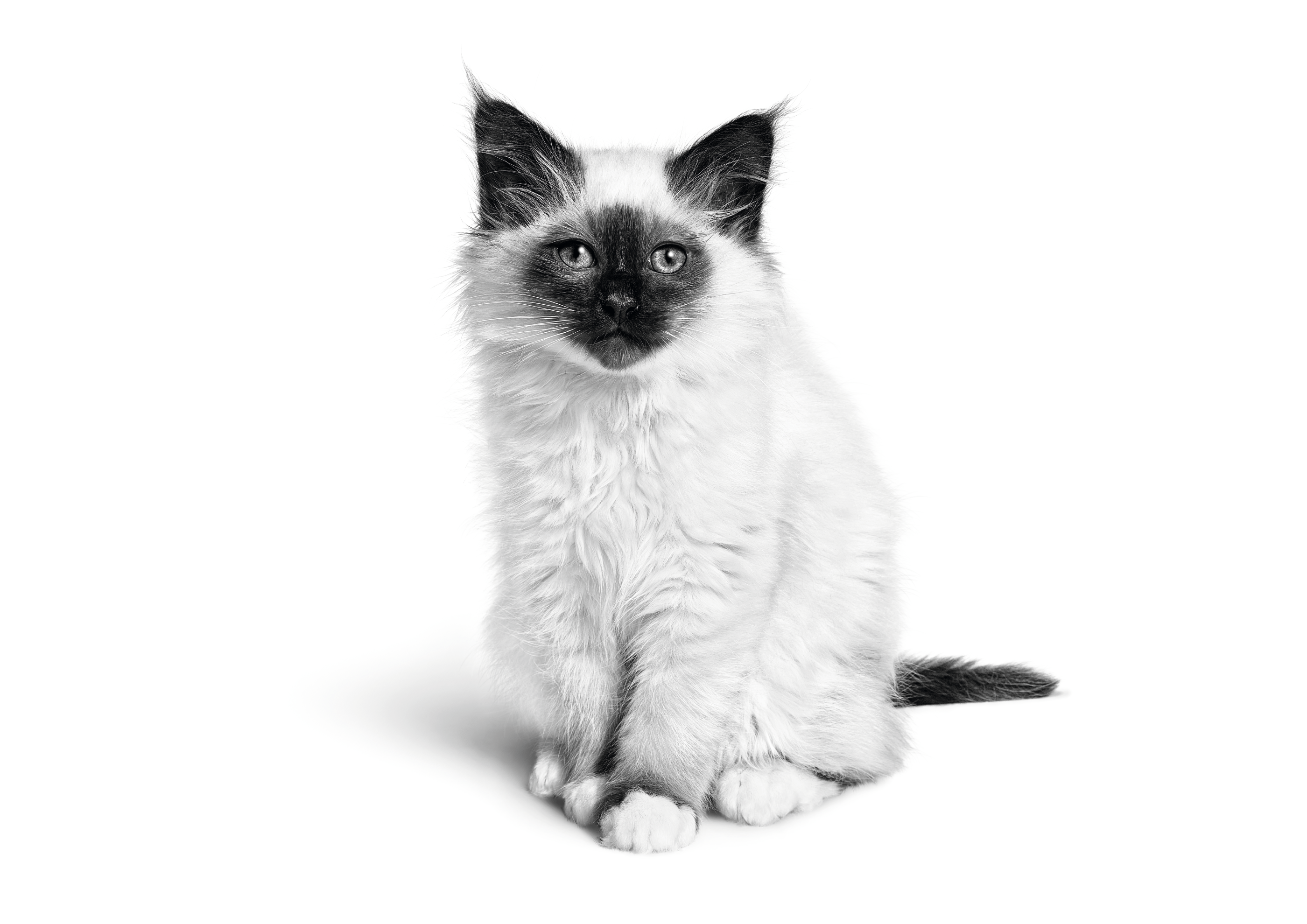 Sacred Birman kitten black and white