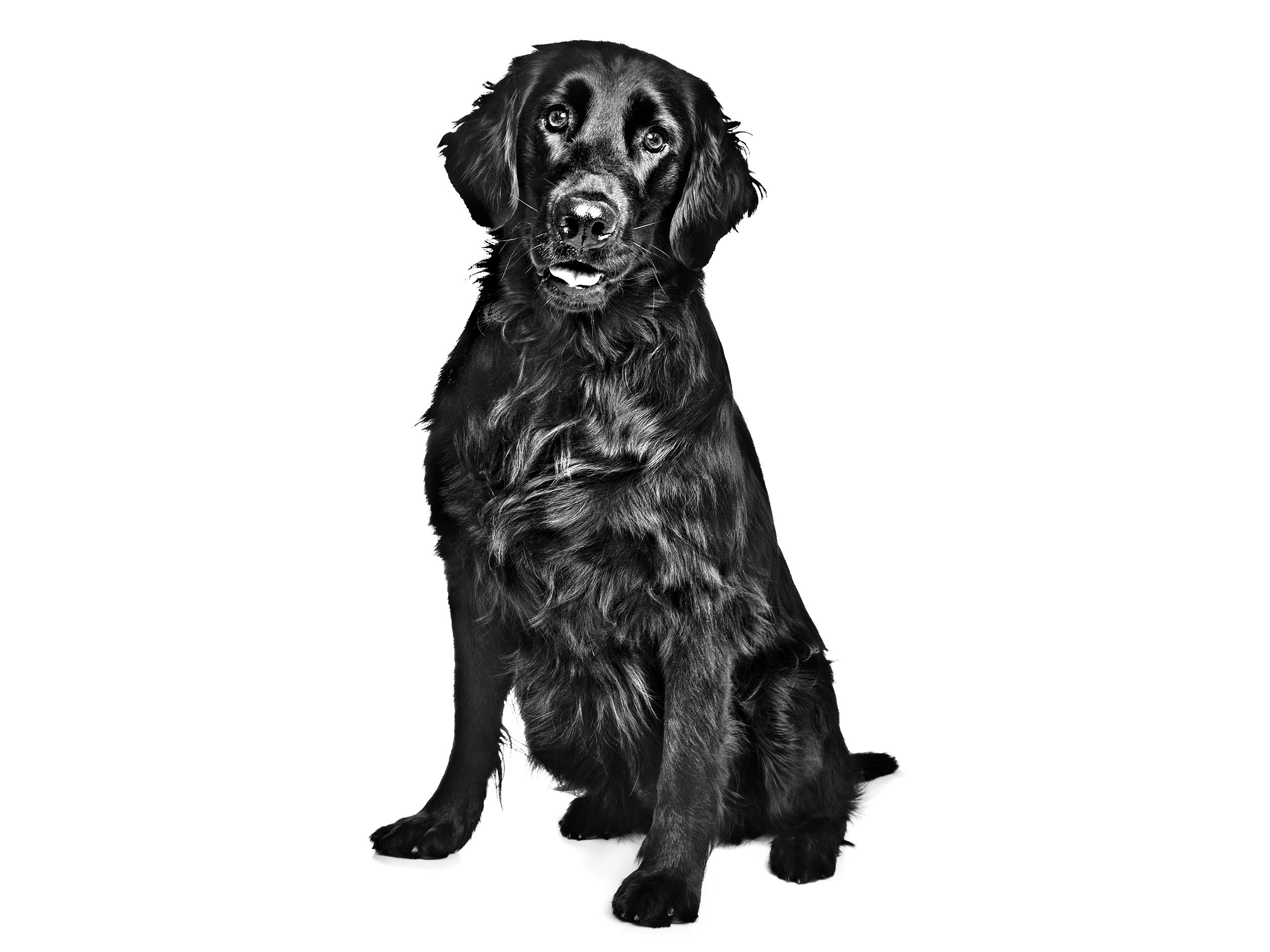 Flat coated retriever adult black and white