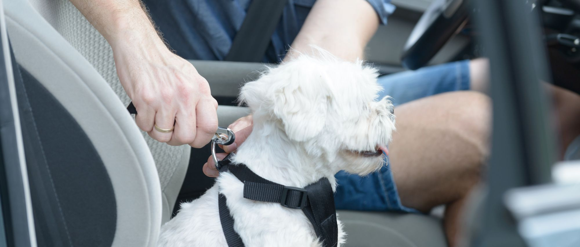 Hond zit aangelijnd in de auto op een veilige manier