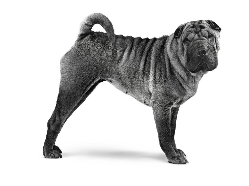 Black and white portrait of a standing Chinese Shar-Pei