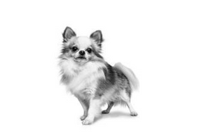 Дорослий собака породи чихуахуа, що стоїть, у відтінках сірого на білому тлі