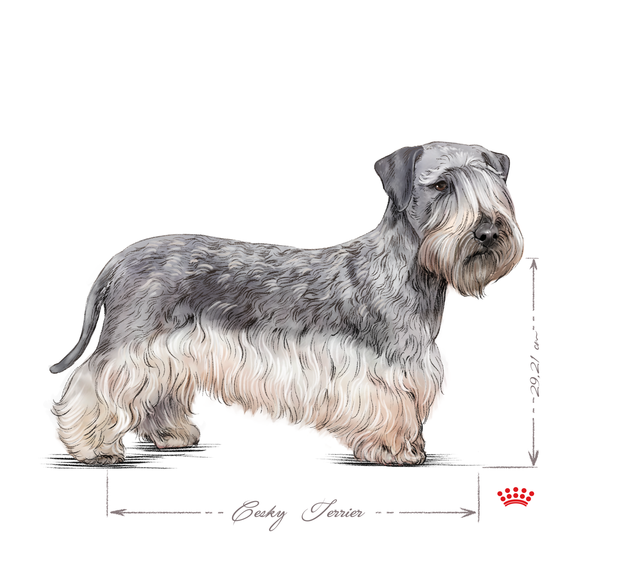 Cesky terrier black and white