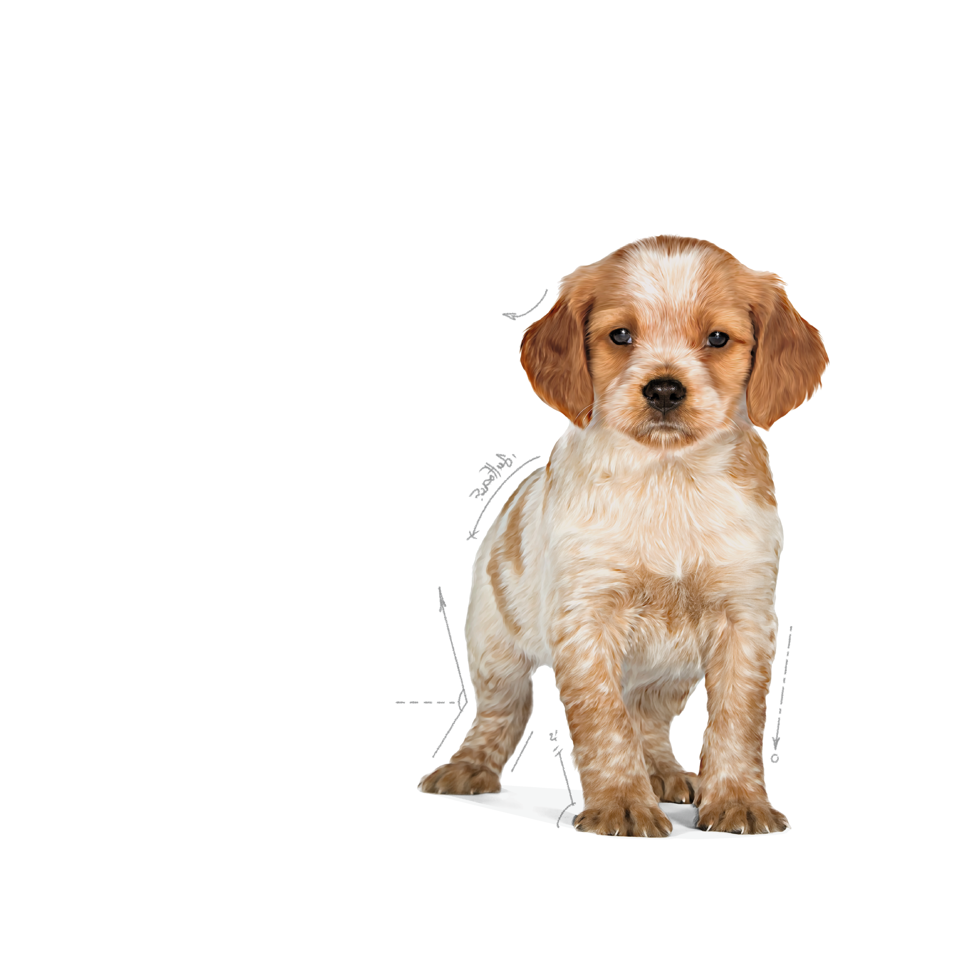 Royal canin cocker spaniel clearance puppy