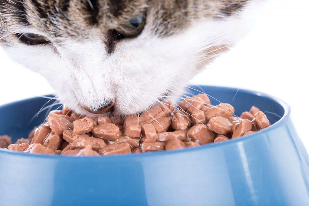 The strongest indication for wet food may be the patient with urinary disease, where urine dilution is required.