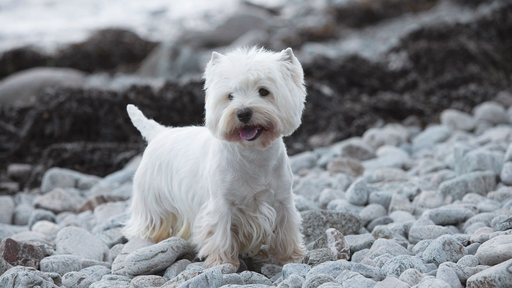 West Highland White Terrier standing on rocky terrain