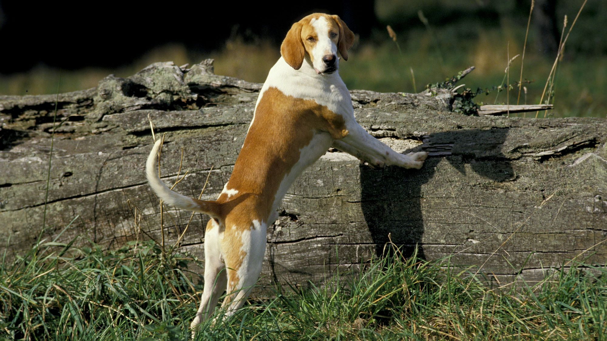 Great Angle Francais White and Orange Hound stood with front paw up on fallen log