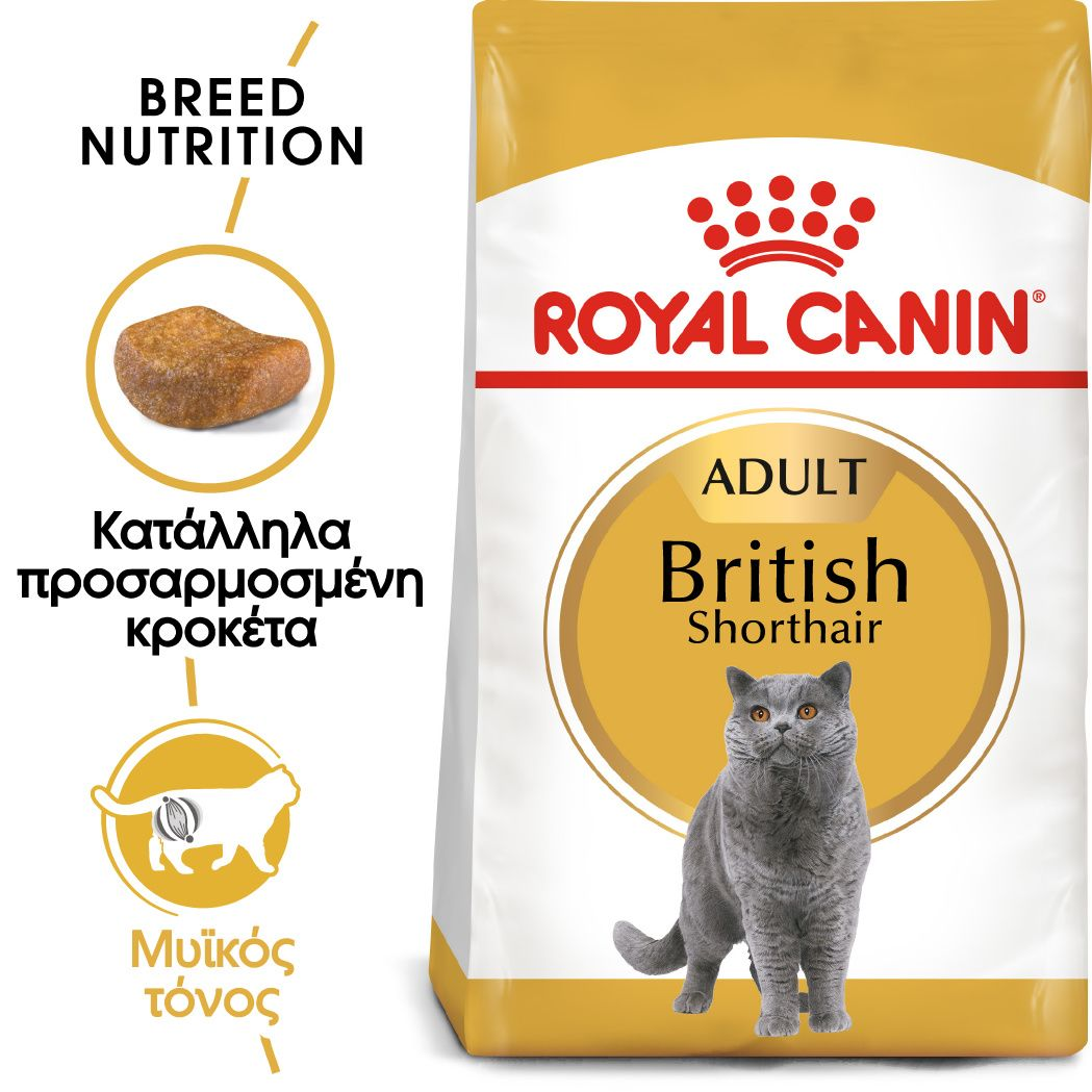 British Shorthair Adult