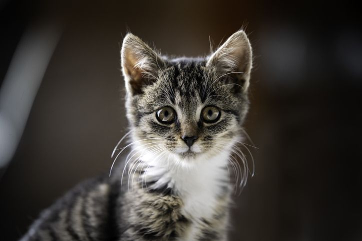 portrait of a tabby kitten in the home space