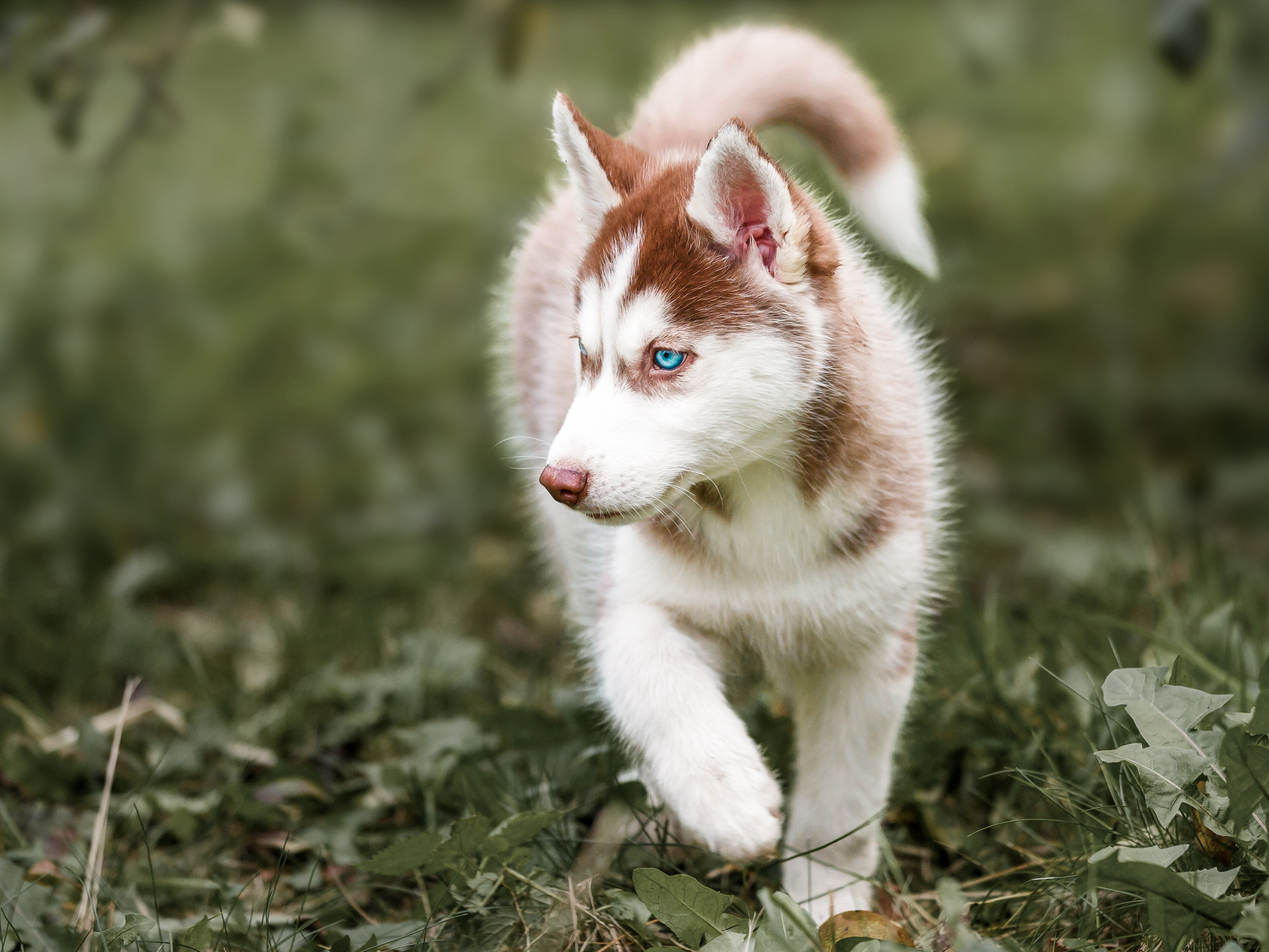 Huskyn pentu kävelemässä ulkona ruohon ja oksien keskellä