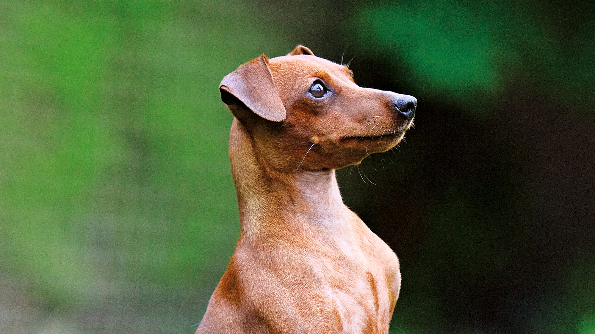 Royal canin clearance mini pinscher