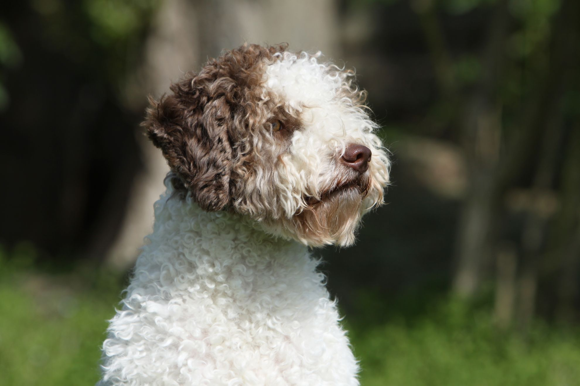 Brown and white Lagotto Romagnolo turned away from camera
