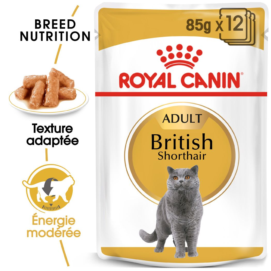 British Shorthair Bouchées Spécial