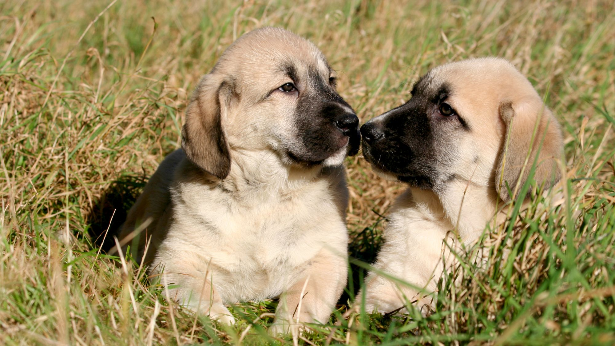 Two Anatolian Shepherd puppies with their noses touching