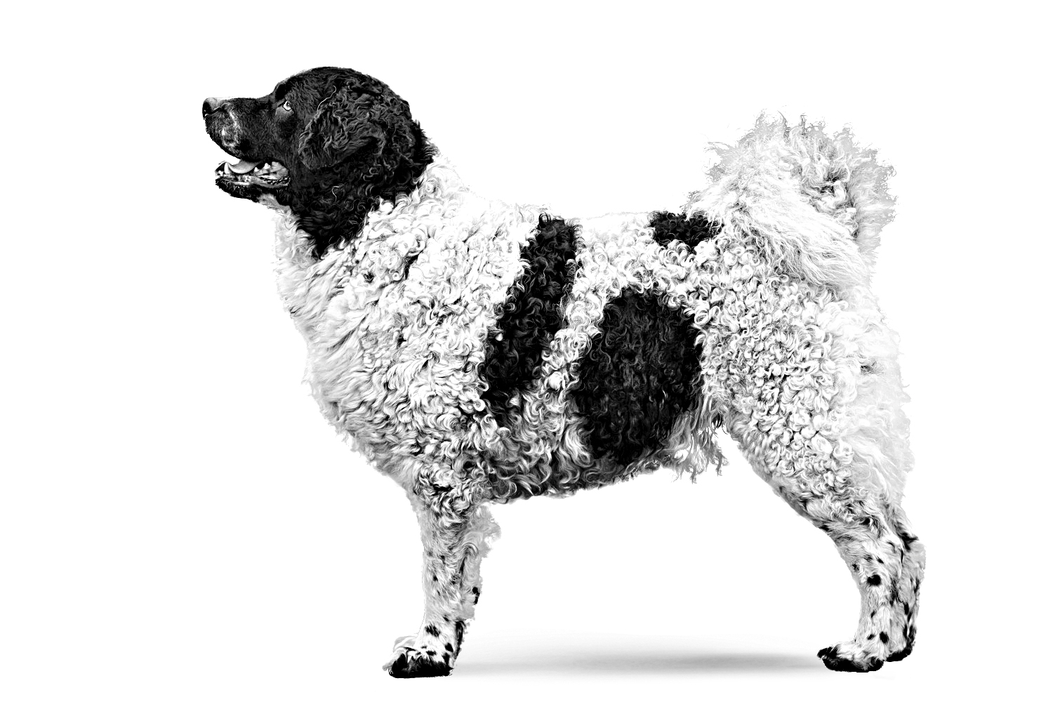 Frisian water dog adult black and white