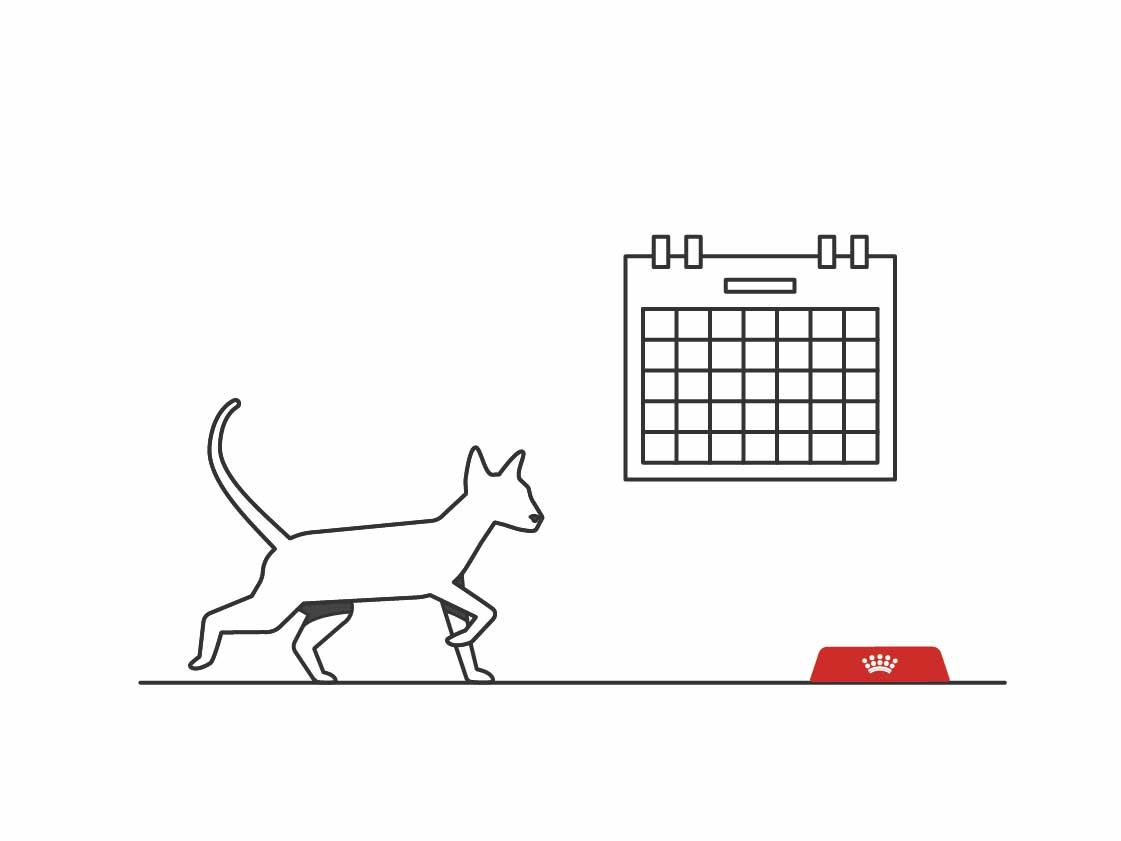 Illustration of cat and calendar