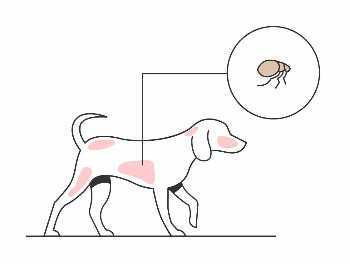 Illustration of a dog and a parasite
