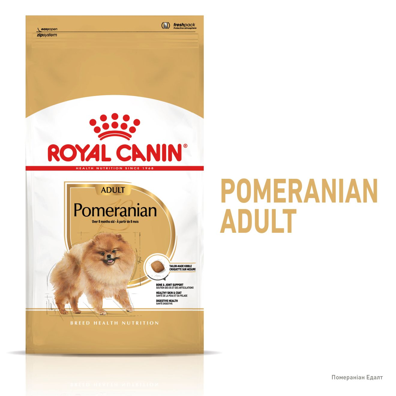 Pomeranian Adult