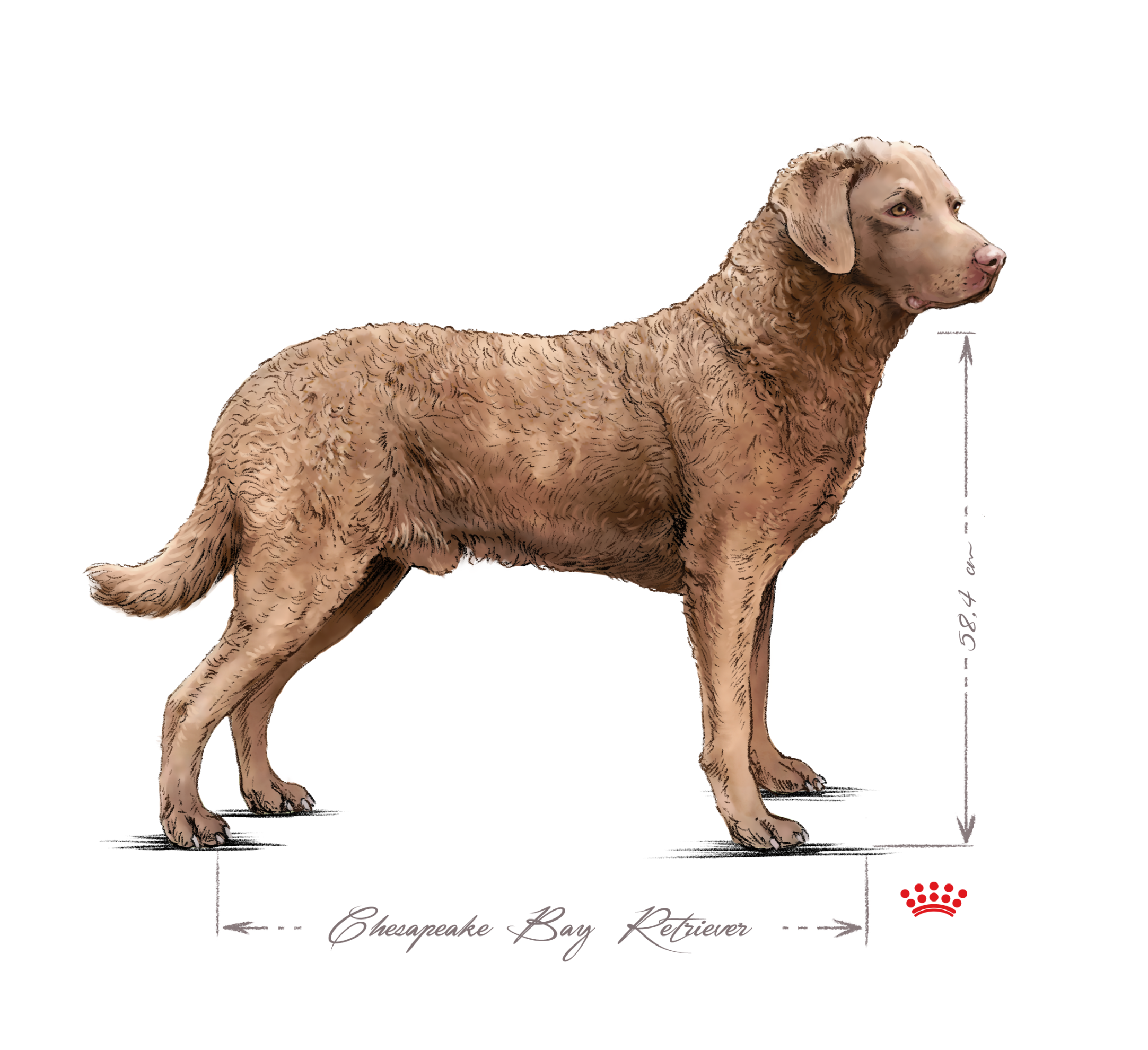 Chesapeake bay retriever adult standing