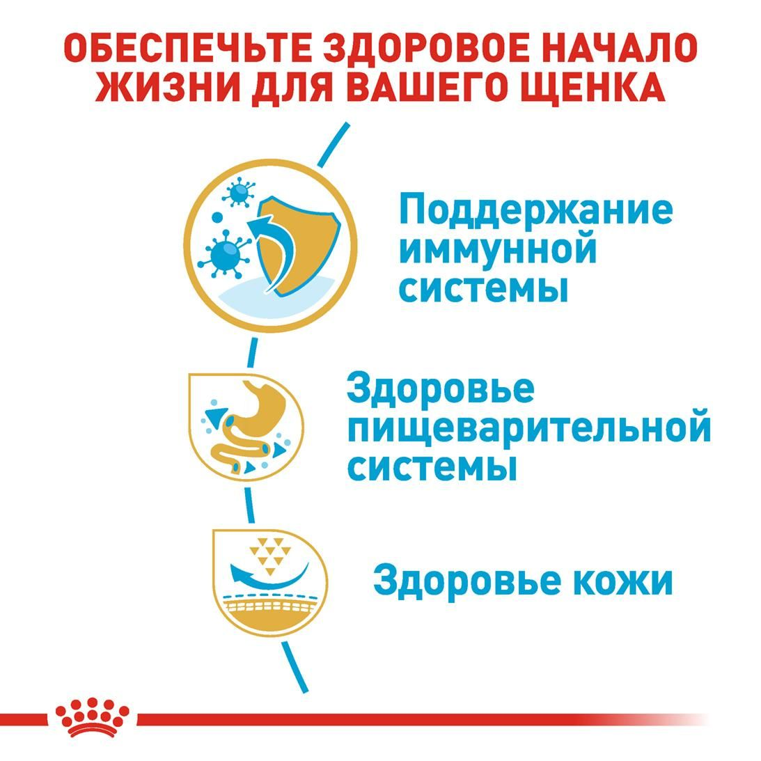 French  Bulldog Puppy