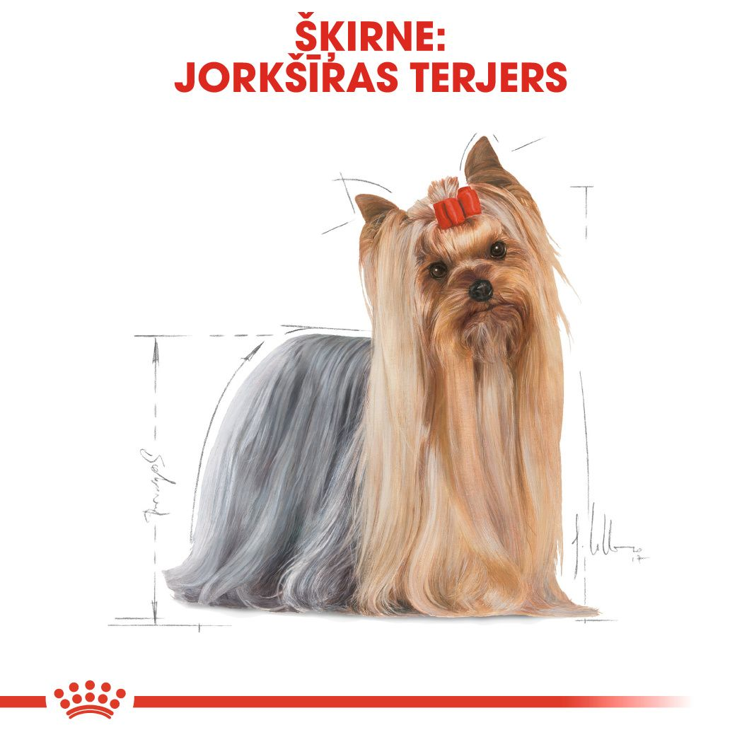 Yorkshire Terrier Adult