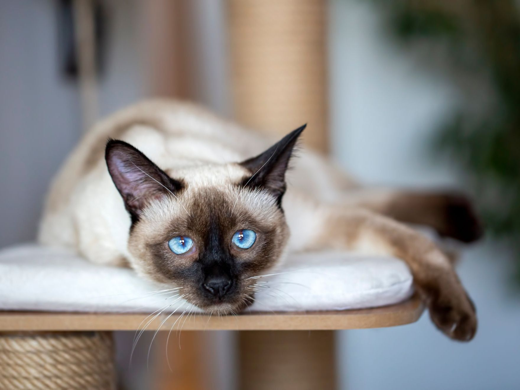 Gatito siamés en casa