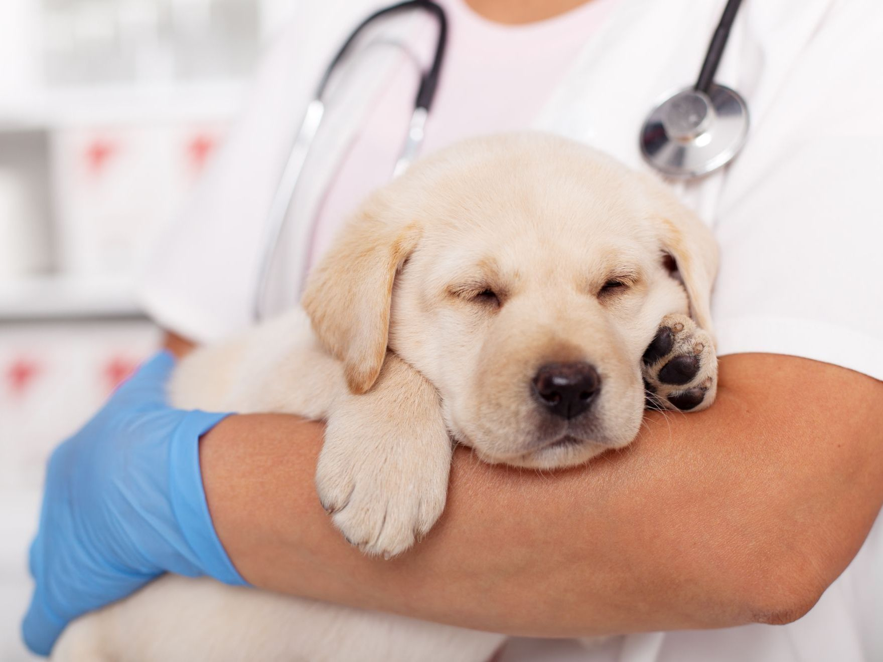 Labrador-Welpe,​​der in den Armen eines Tierarztes schläft