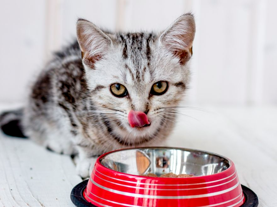 Gato gris comiendo alimento para mascotas de un tazón de metal rojo