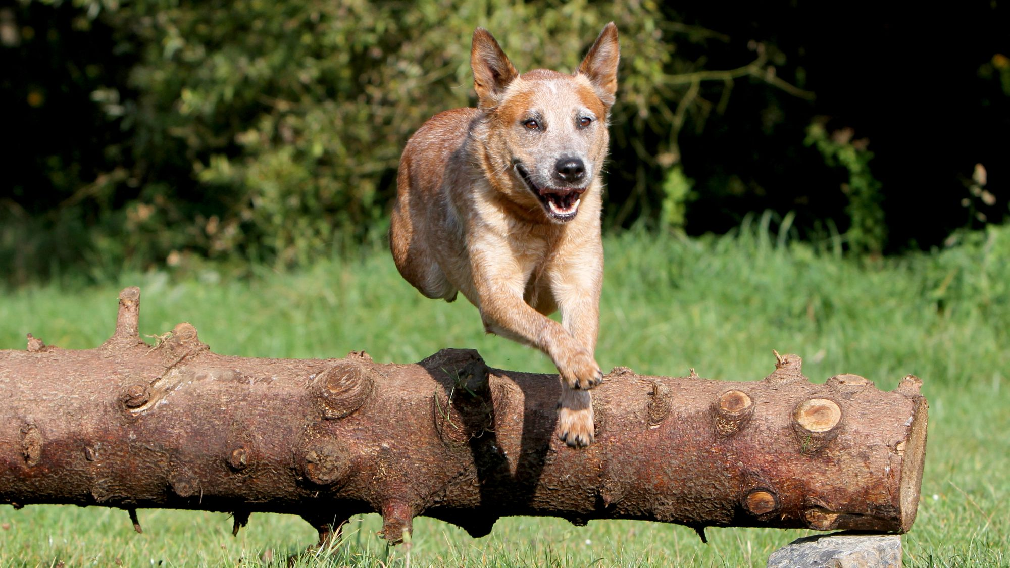 Royal canin 2025 australian cattle dog