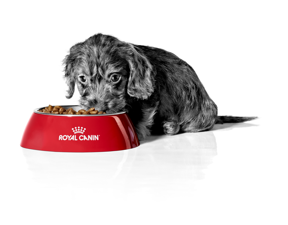 Dachshund puppy in black and white eating from a red bowl