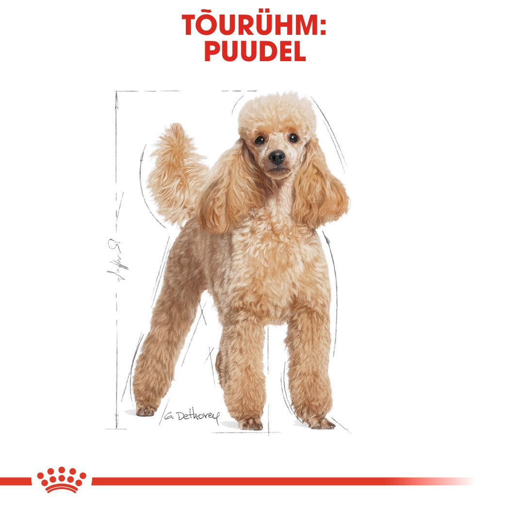 Royal Canin Poodle Adult konserv