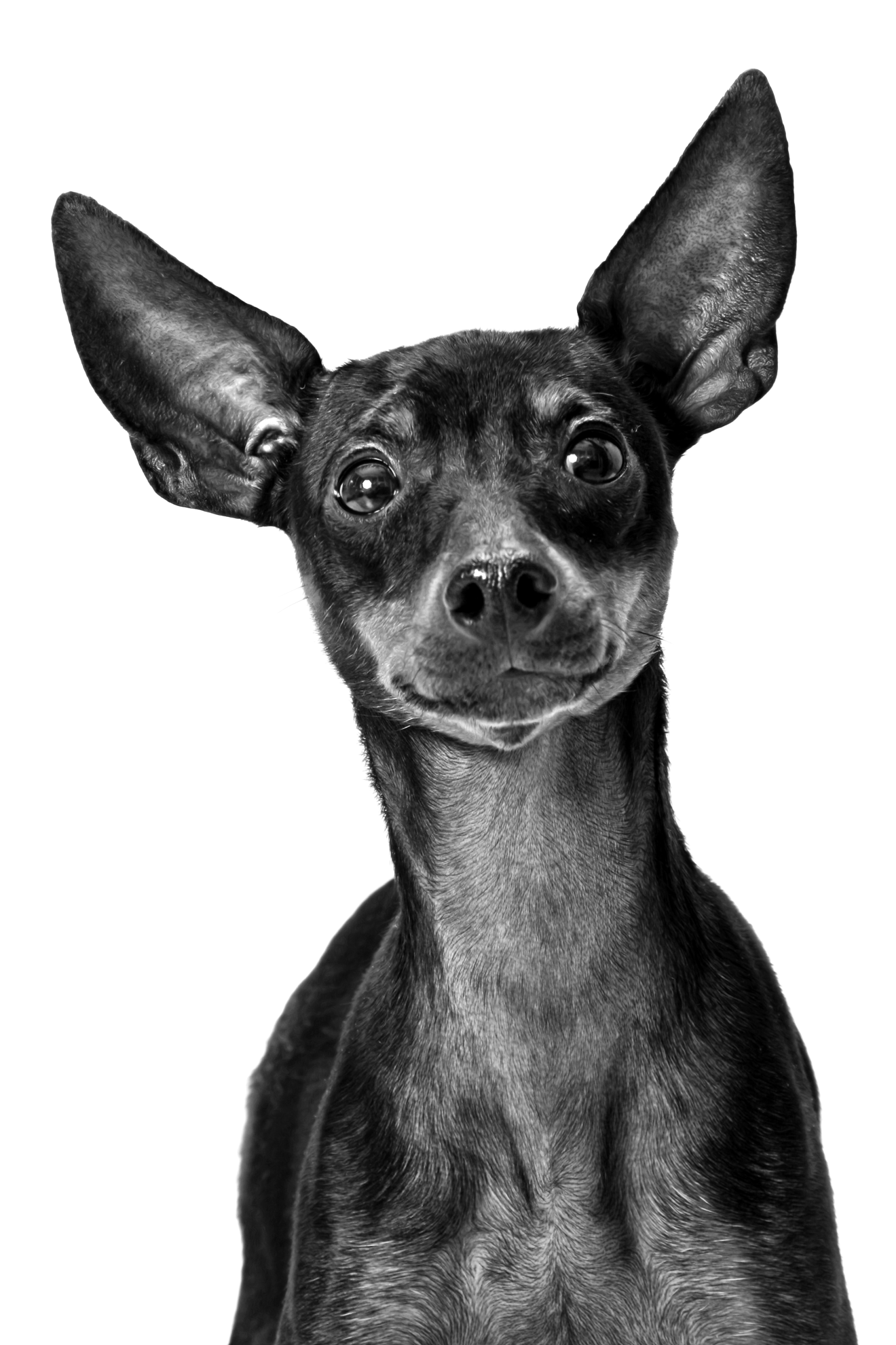English Toy Terrier in black and white on a white background