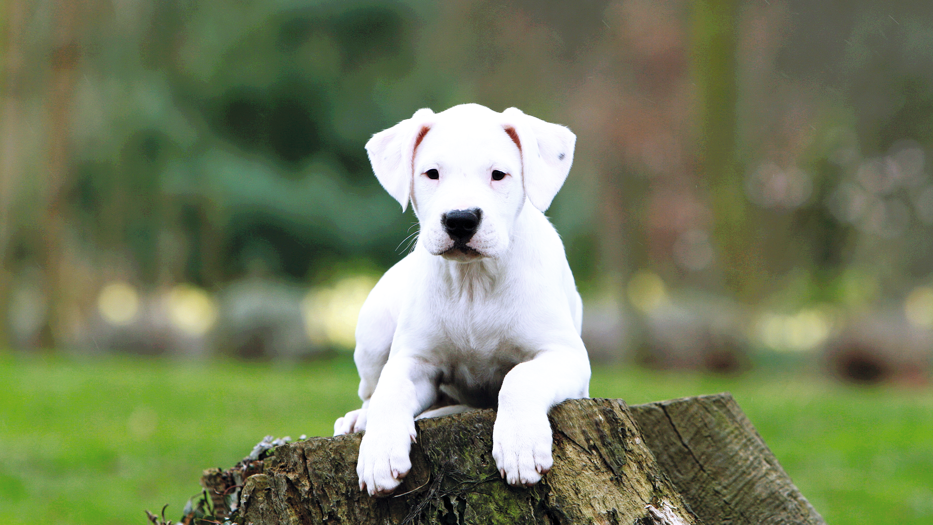 Een dogo argentino-puppy zit op een afgezaagde boomstam